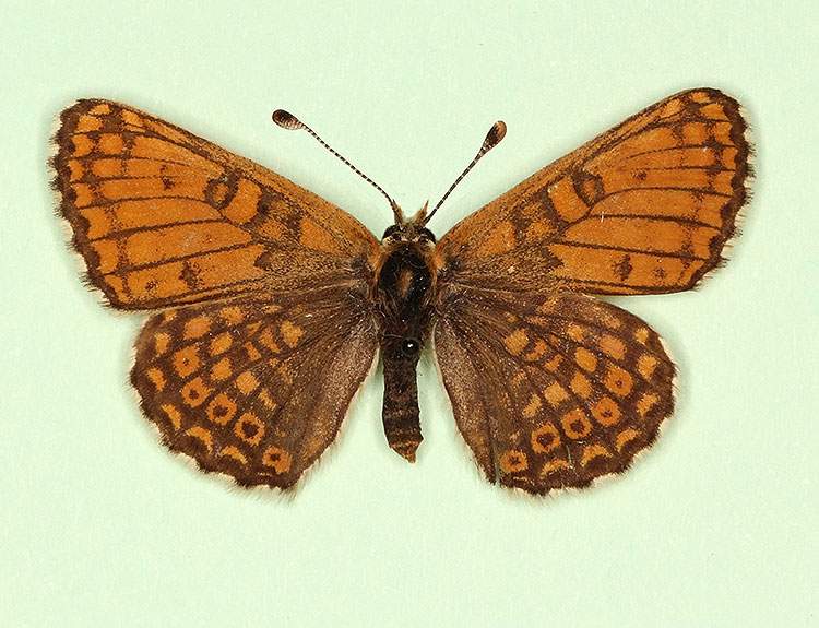 Melitaea cinxia male (aberrant form fulla) (Internet Image property of respective owner, non-commercial use only)
